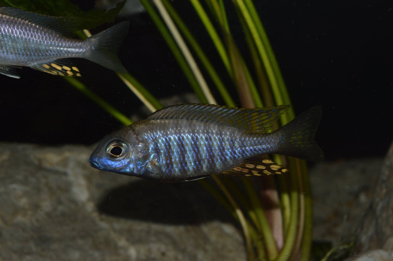 Aulonocara brevinidus